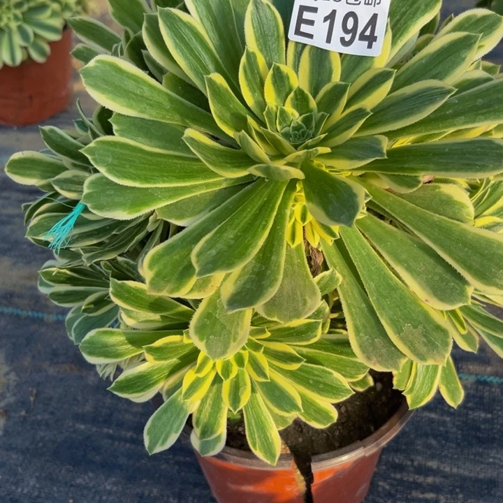 194多肉植物一物一拍