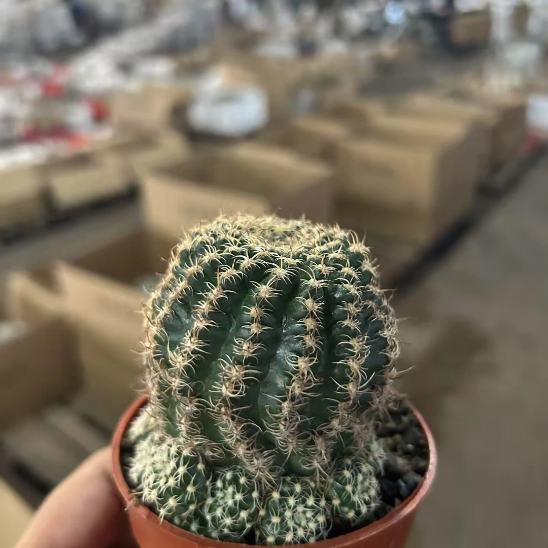 魅影   仙人球夏型种绿植盆栽桌面阳台