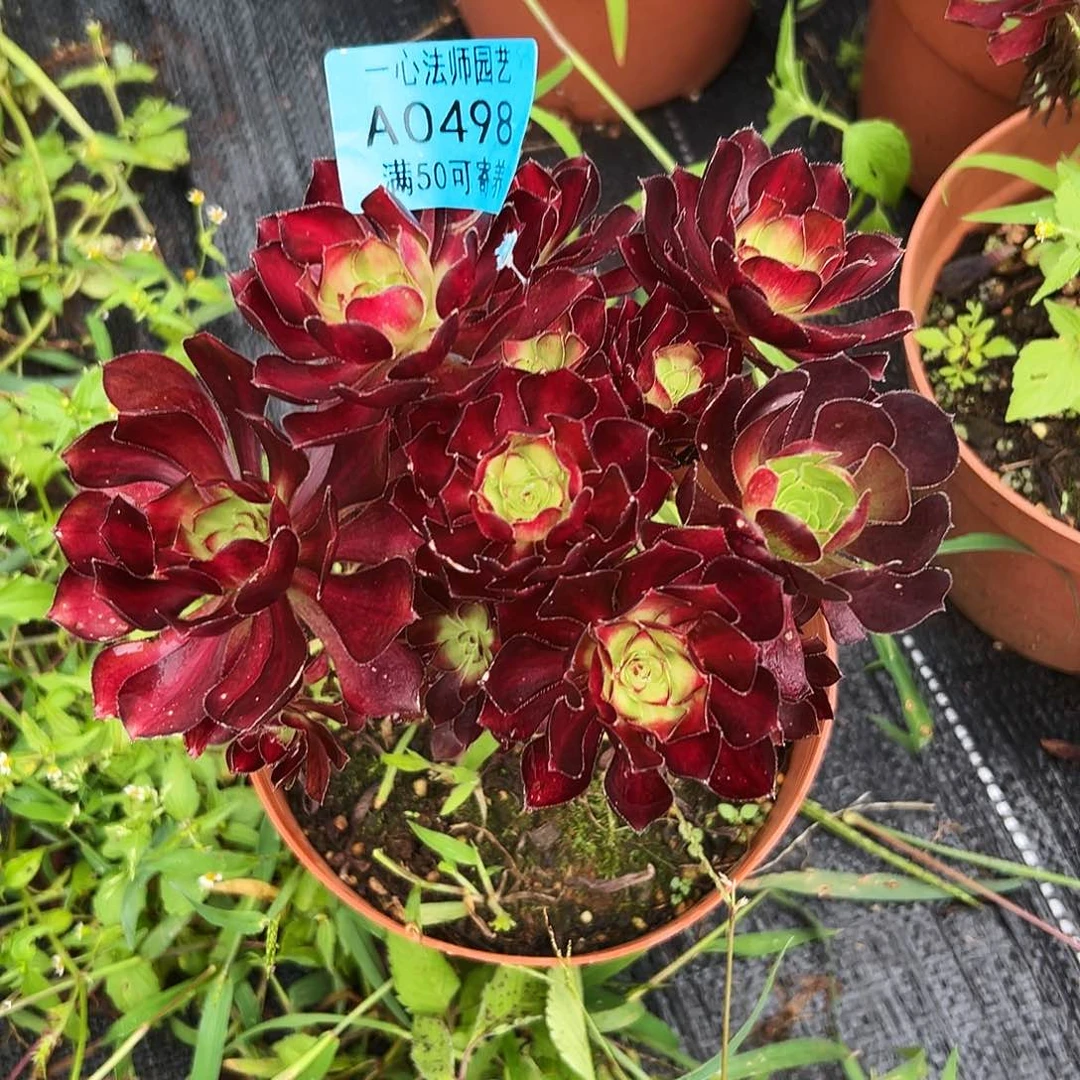 0498多肉植物魅力锦