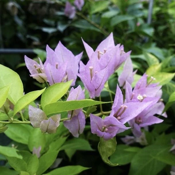 冰美人   三角梅壮苗好开花花卉基地 【【不带花发货】发货】