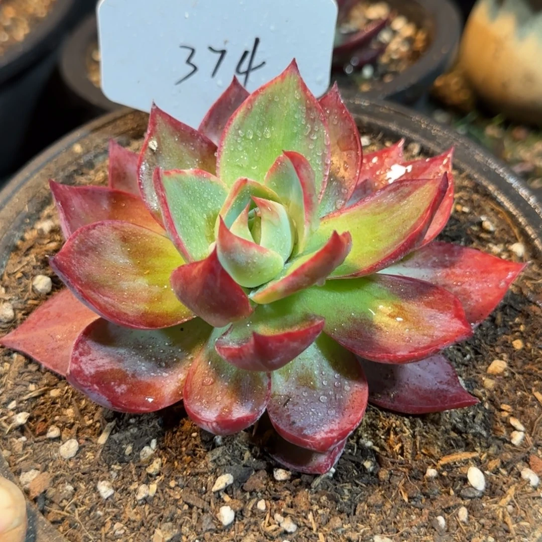 惊鸿一物一拍包装收缩花旱374