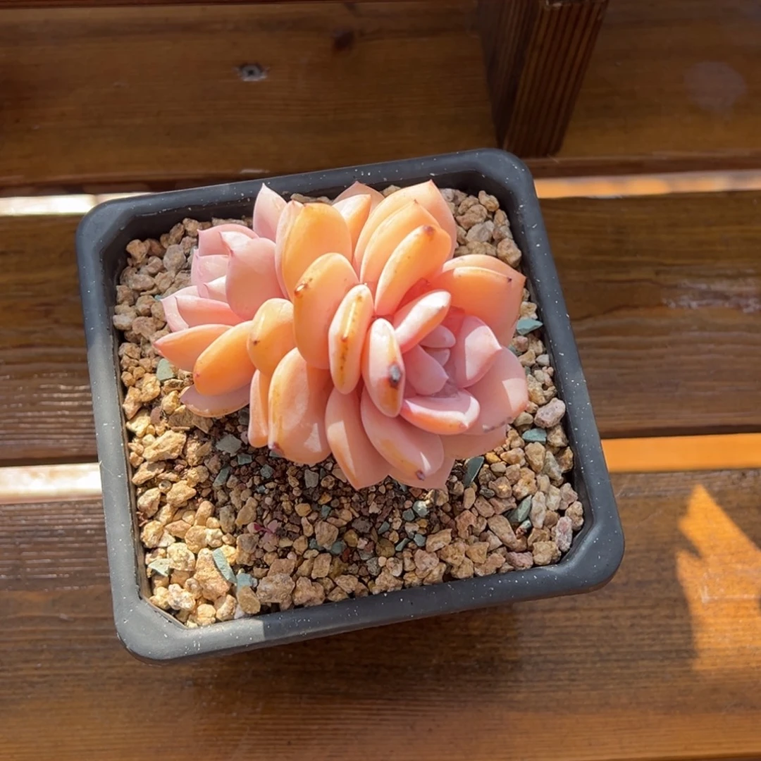 张张精品多肉甄选奶茶