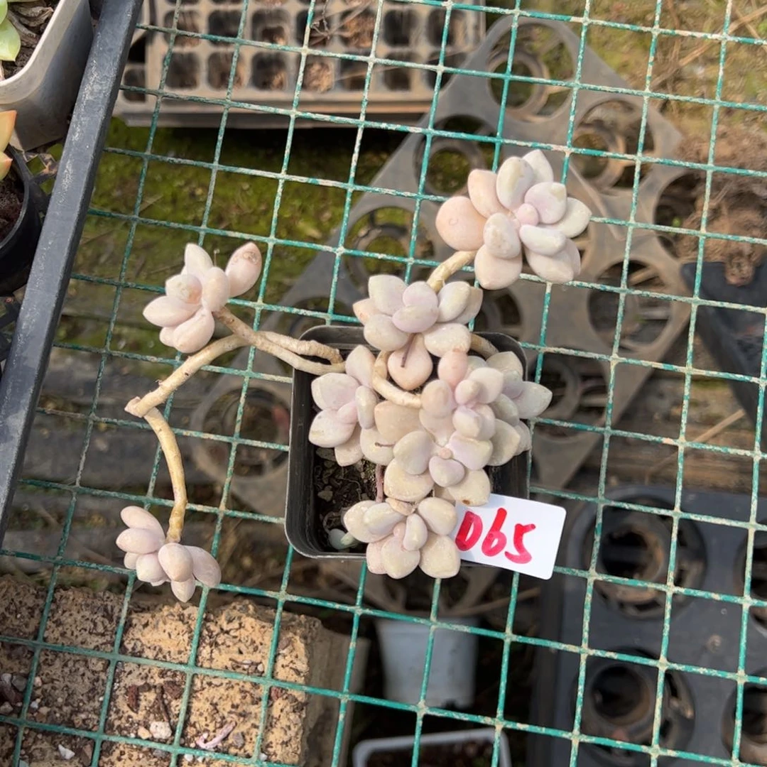 【闪购商品】065。 11111111