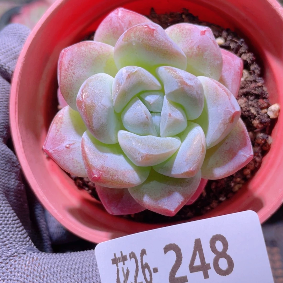 花利美26-248冰玉