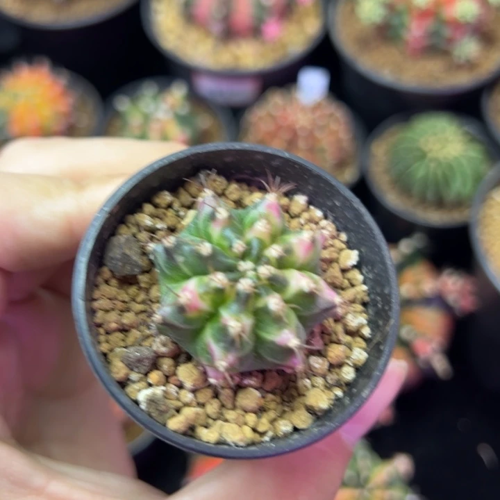 黄金孔雀侧芽自根带盆土发货