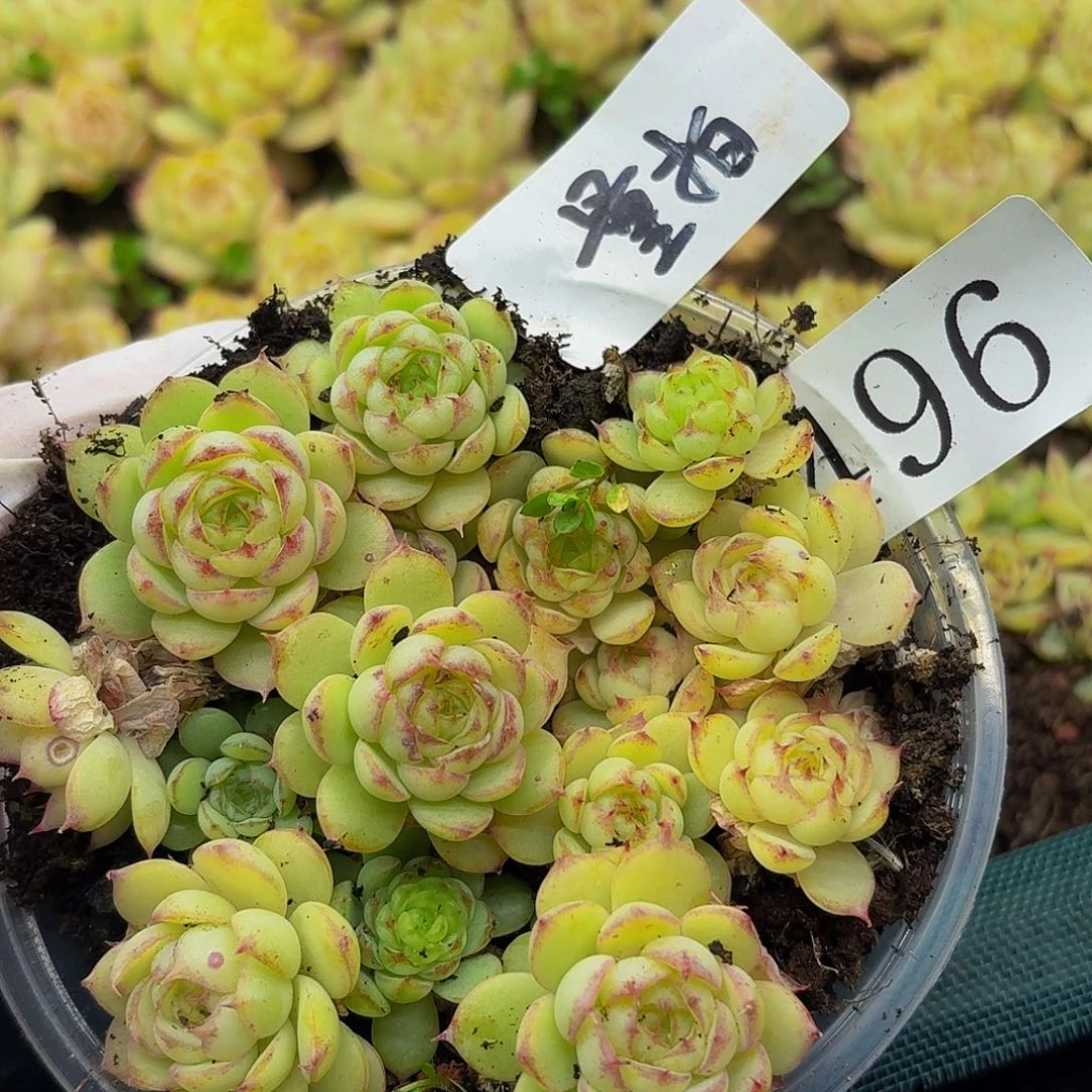 多肉植物多肉植物496量拍