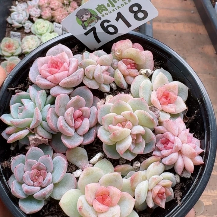 多肉植物多肉植物