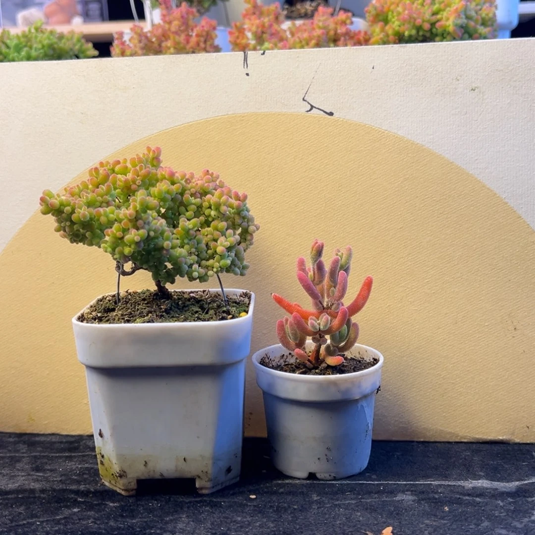 枝干 枝干 枝干 枝干