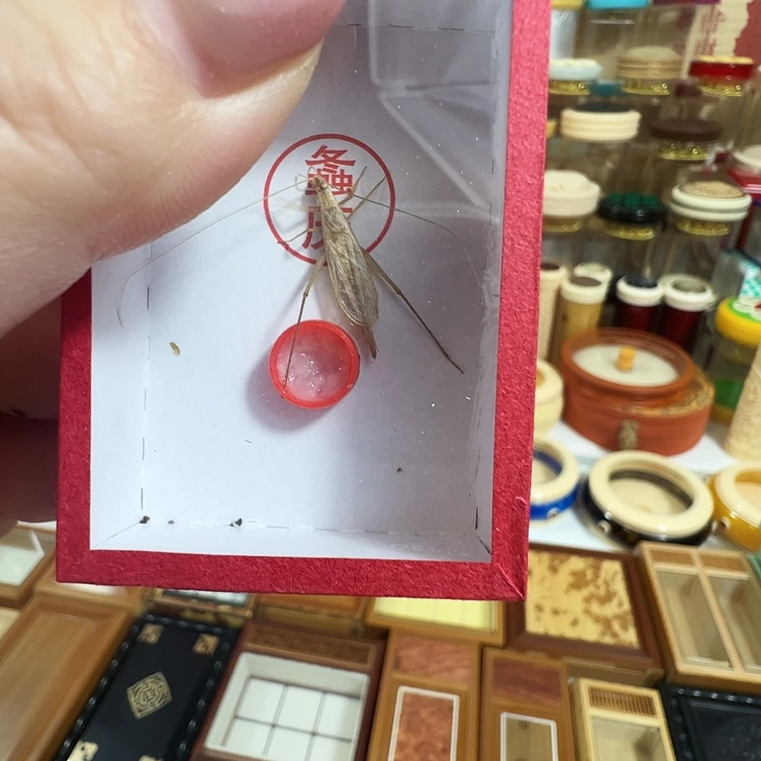 哈哈哈段须柬埔寨竹蛉两个