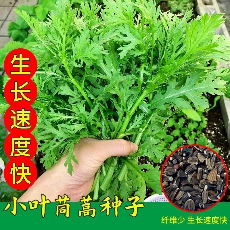 光杆小叶茼蒿种子大叶茼蒿种籽阳台盆栽四季播包邮蔬菜种子蔬菜苗
