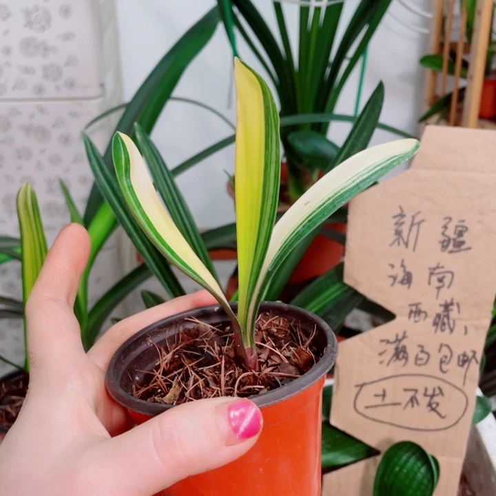 完全开放君子兰开花好看
