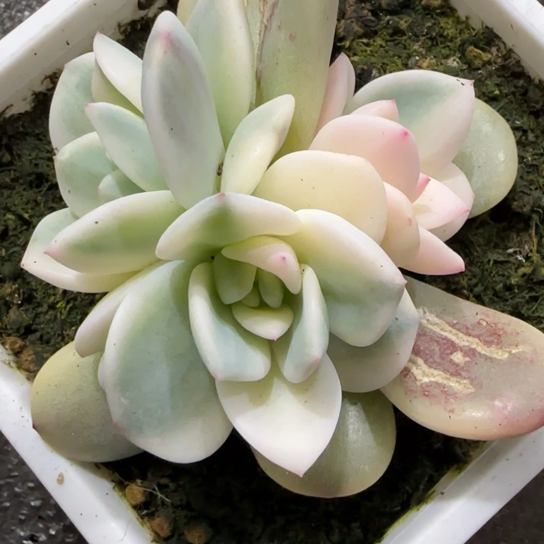 梦露锦群多肉植物