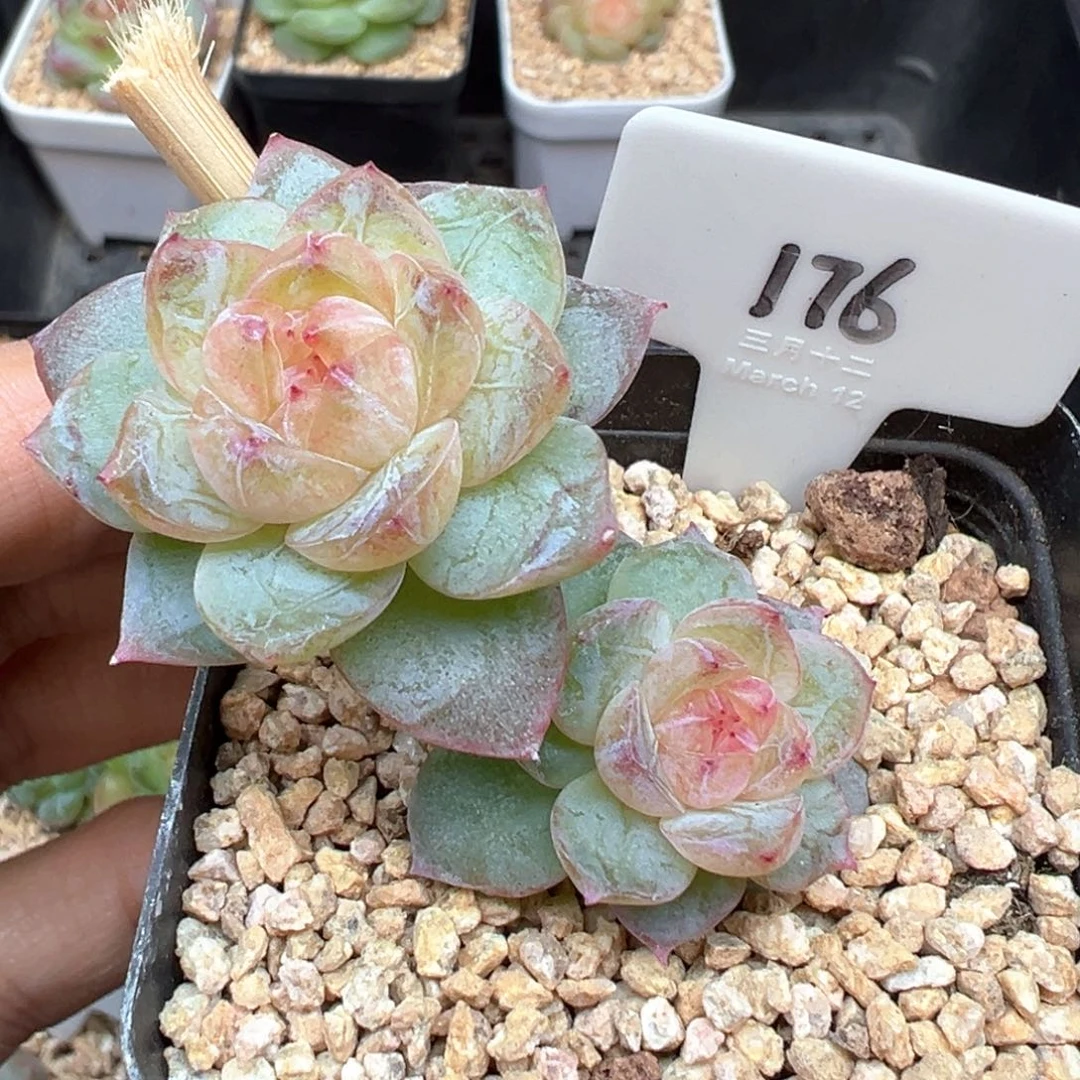 176号风花雪月系列若梦