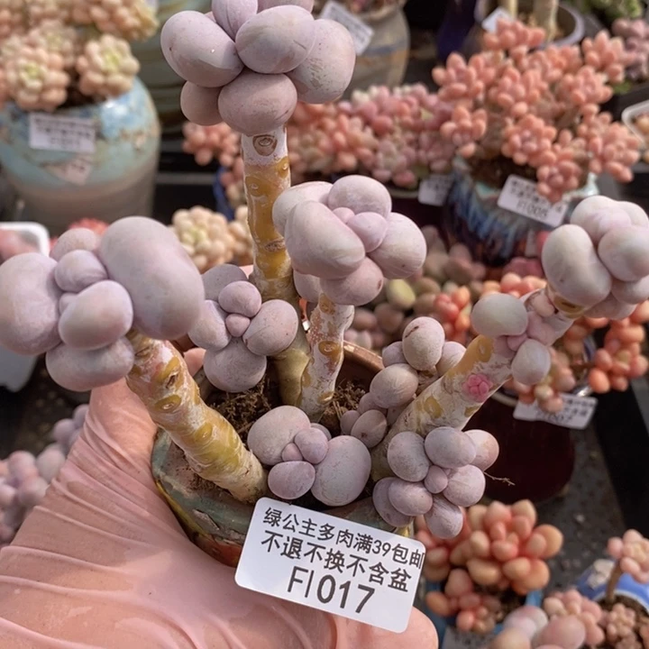 芭比奶洛9cm1017多肉植物