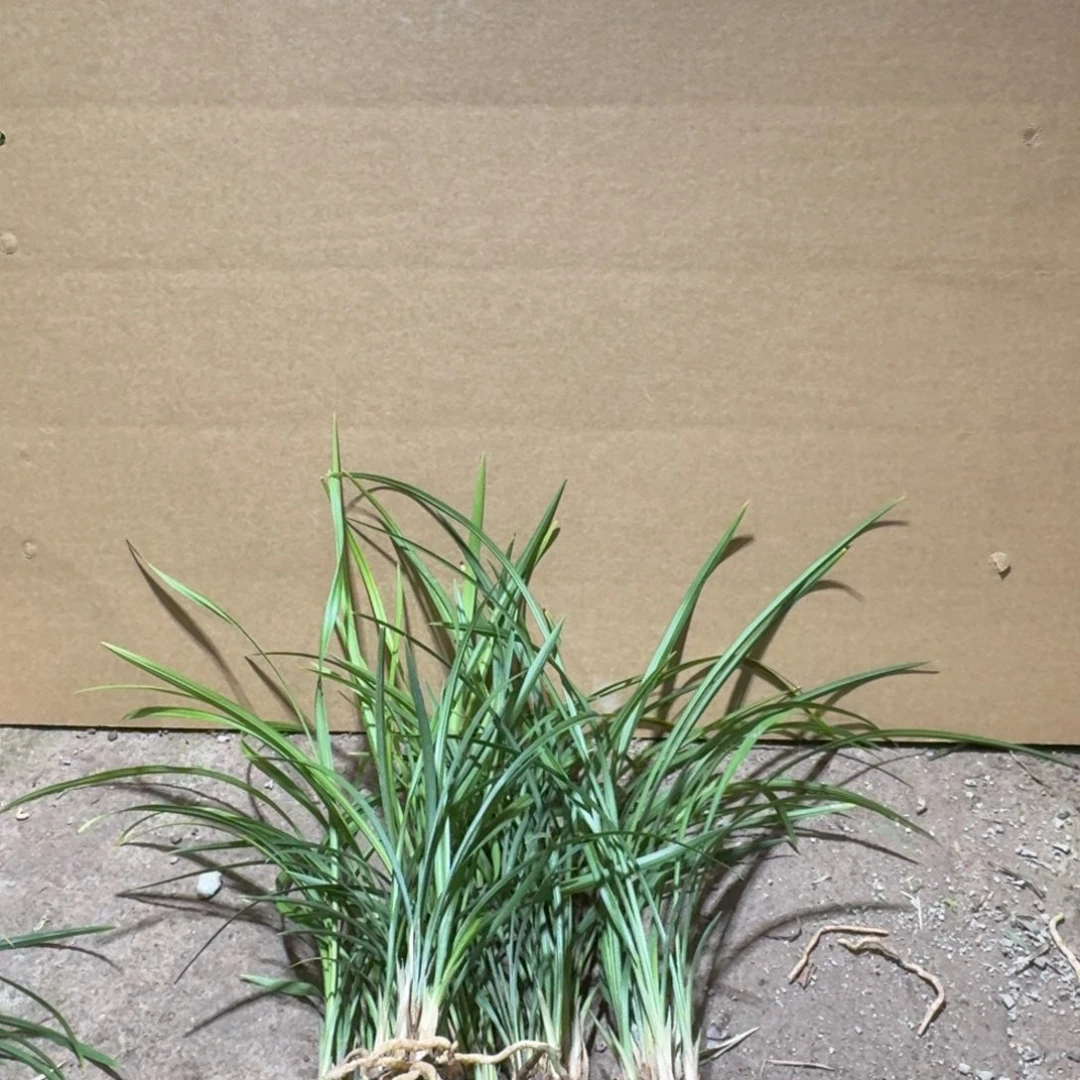 完全开放小***沙兰花