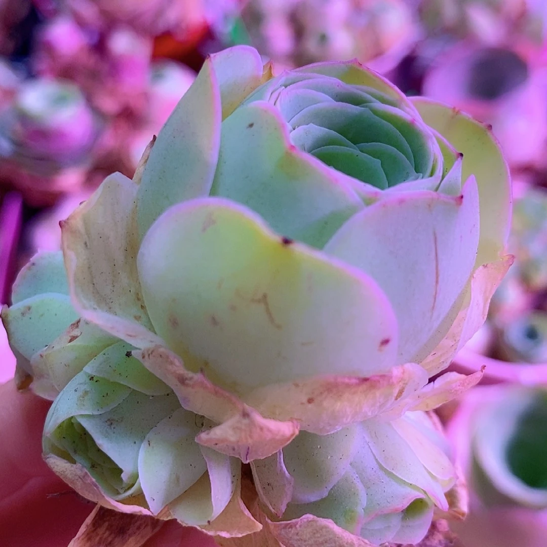 完美手捧一物一拍001