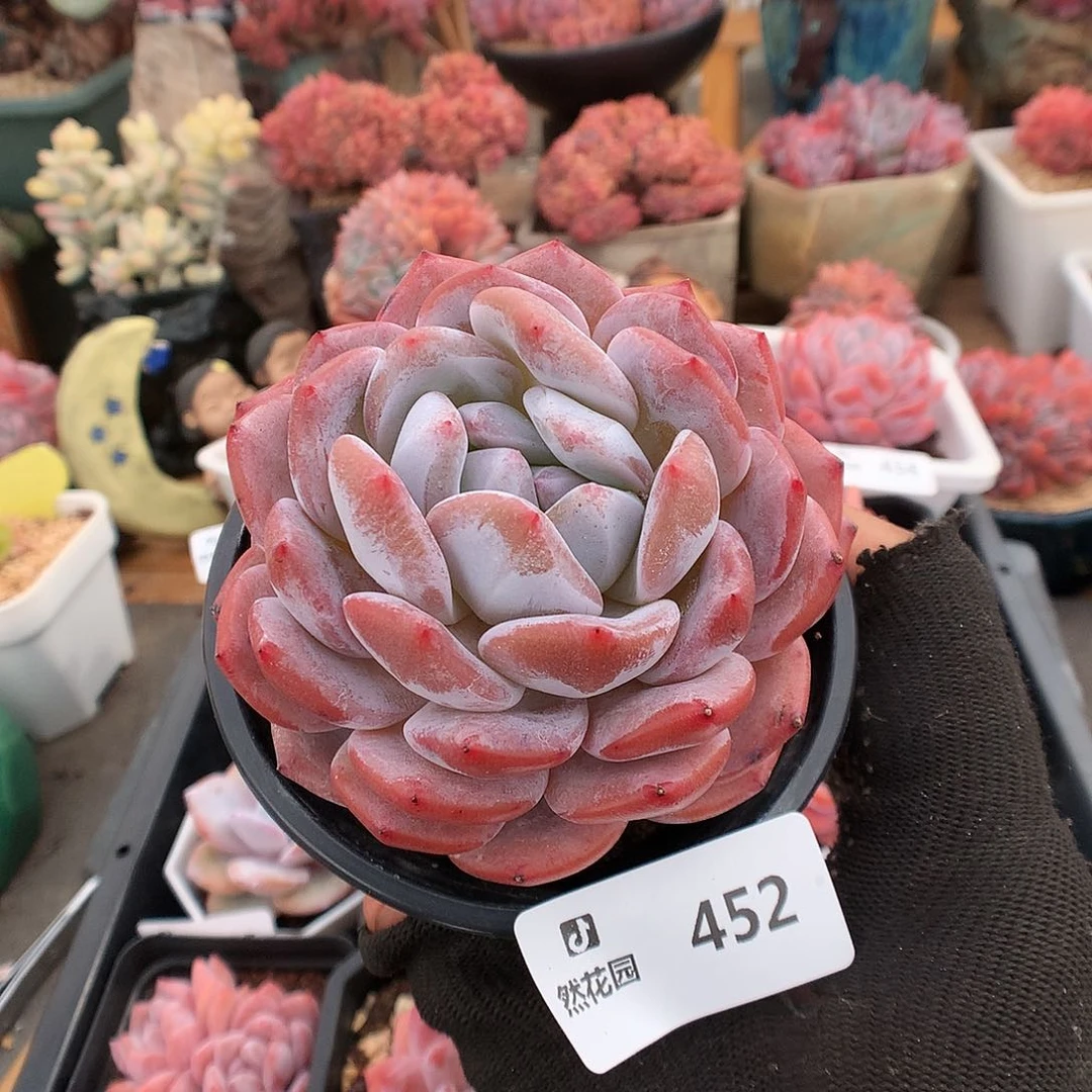 452星影多肉植物6666