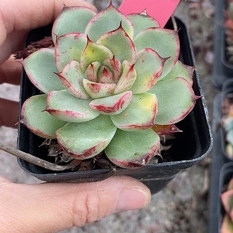 夜**兰1050多肉植物老桩