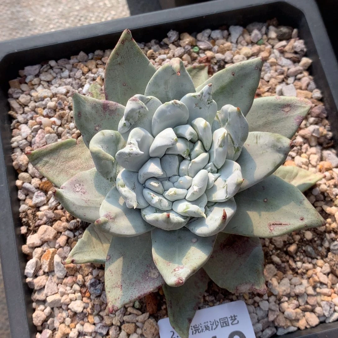 熊*帕翠莎010多肉植物