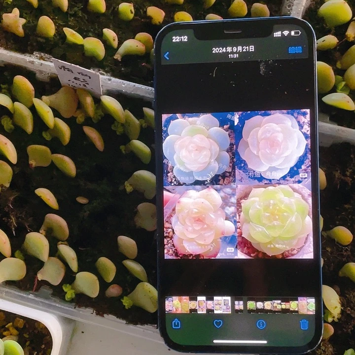 谪仙芝麻苗一个满25包