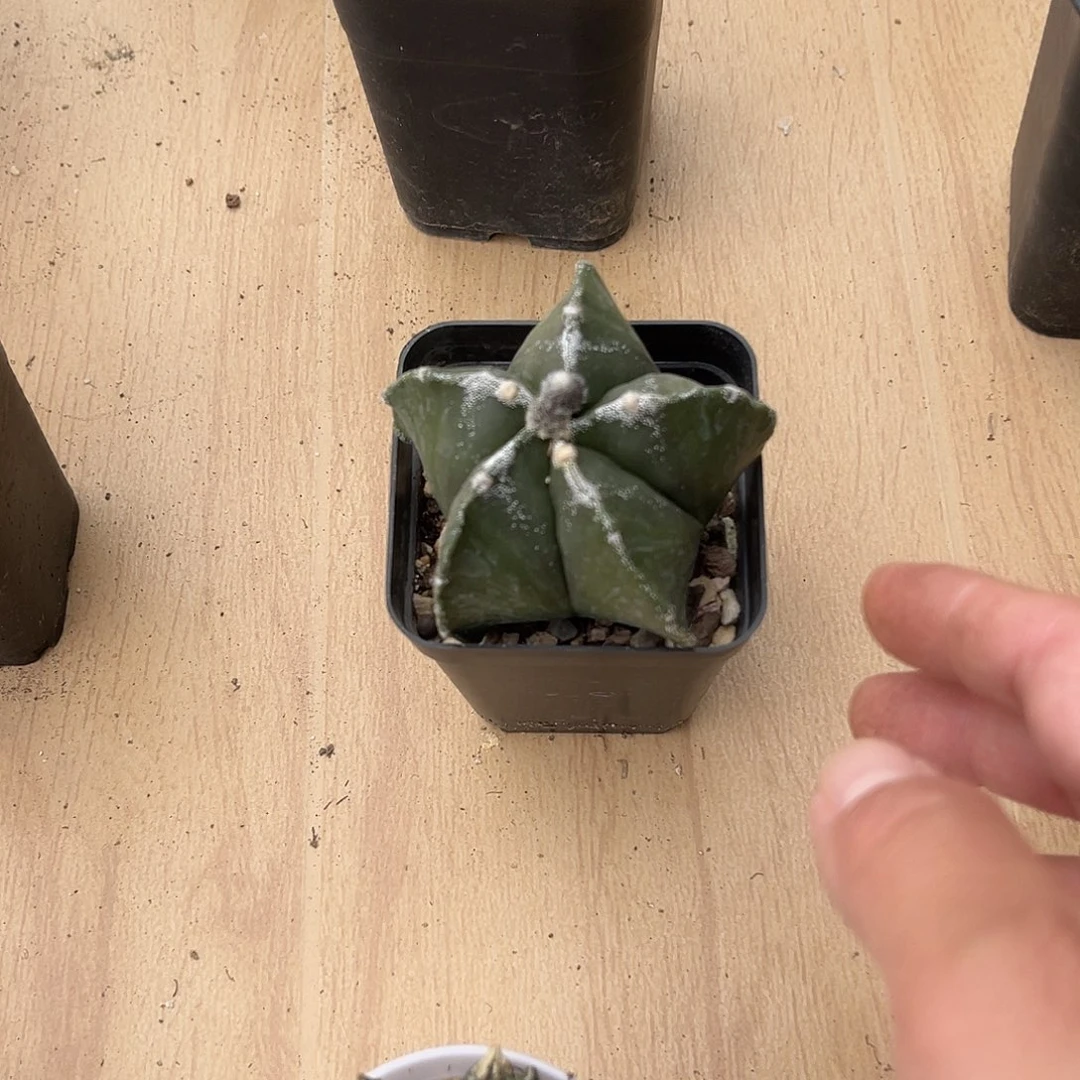 实生雪顶鸾凤玉一物一拍