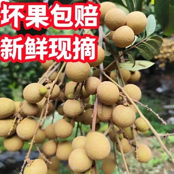 【坏果包赔】广东龙眼新鲜石硖龙眼现摘5斤龙眼脆甜脆蜜多汁桂圆