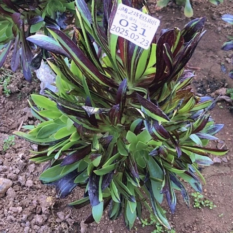 2.23-31水墨丹青多肉植物