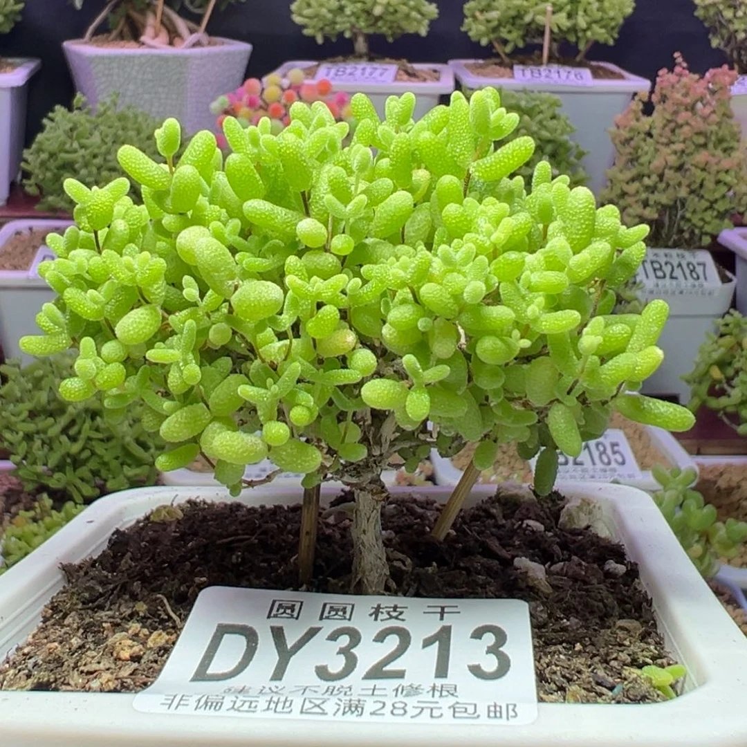 3213蜜橘糖球蘑菇
