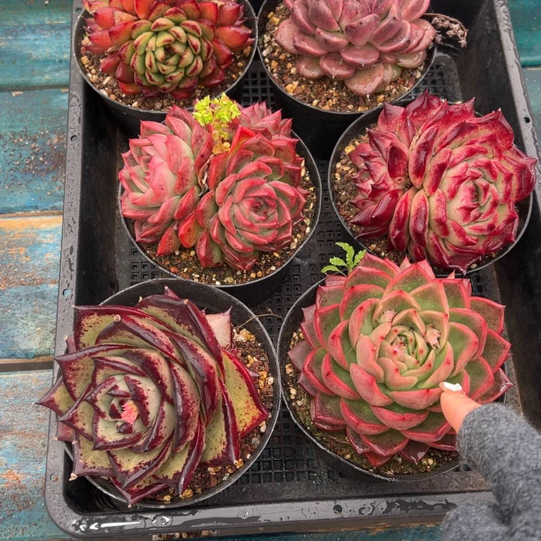 从前慢多肉精选编号0119.52