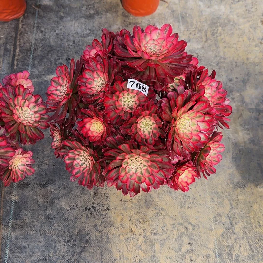 000000768红铜超白多肉