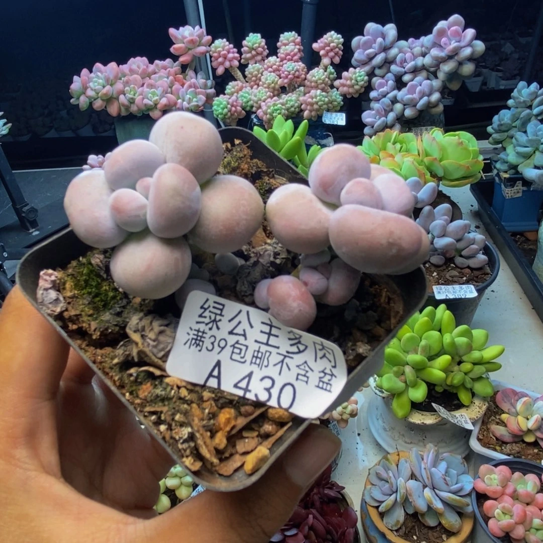 430芭比奶多肉7cm