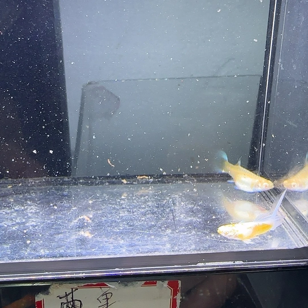 孔雀鱼欧意紫白一对