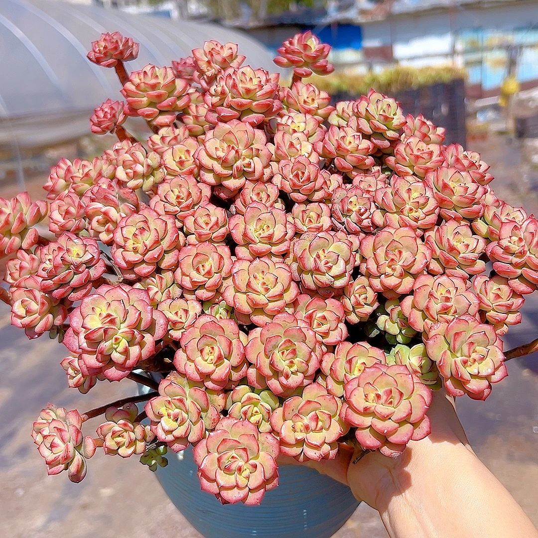 探戈多肉植物老桩好养耐寒耐热新手绿植带盆土