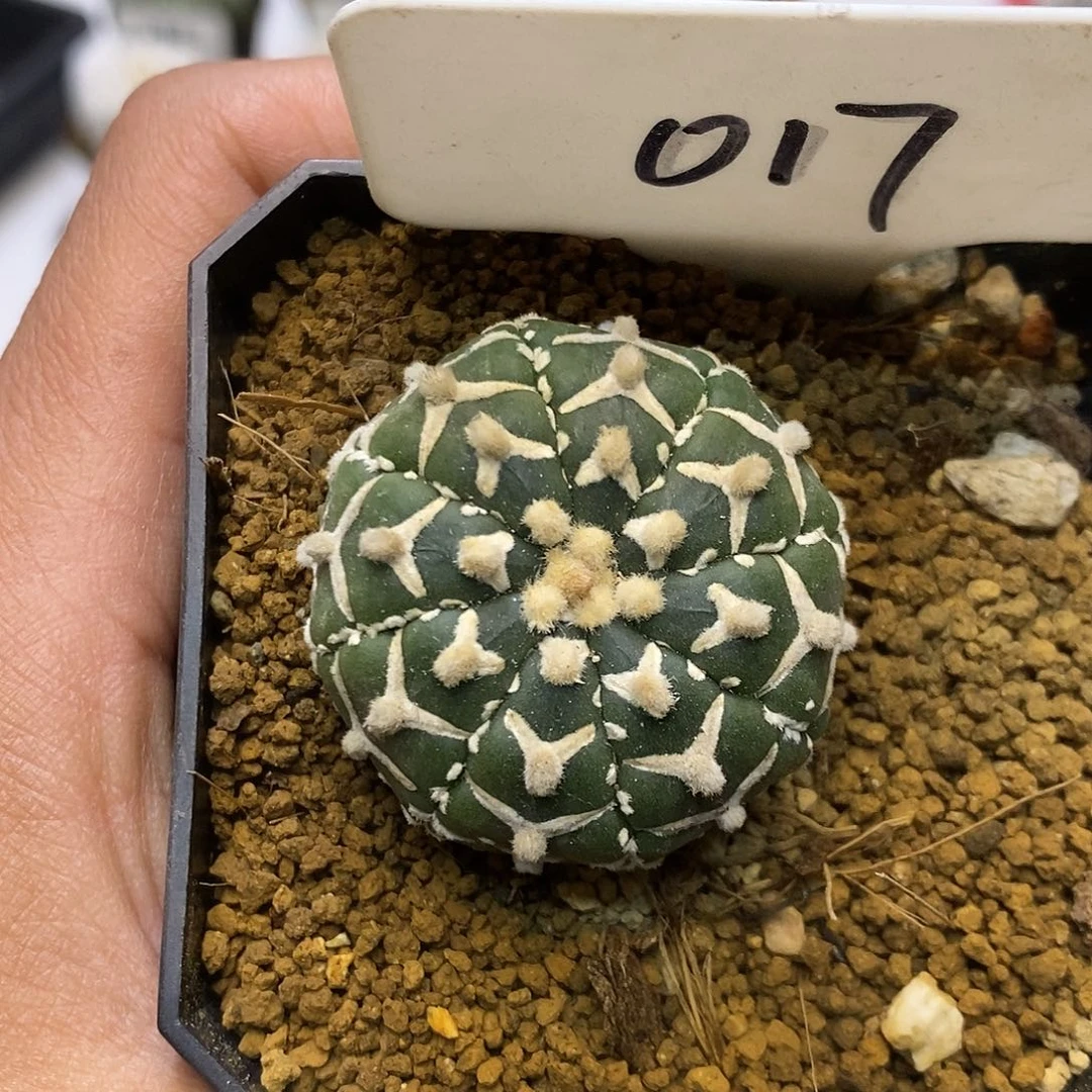 017福利特价来了哦亲