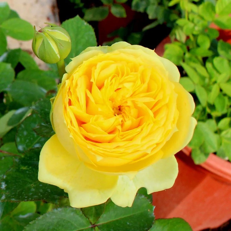 两加仑盆树桩月季凯特琳娜浓香大花阳台庭院花卉