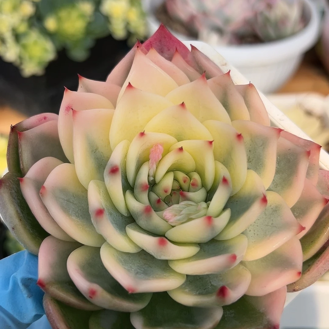 吉娃娃锦，多肉植物