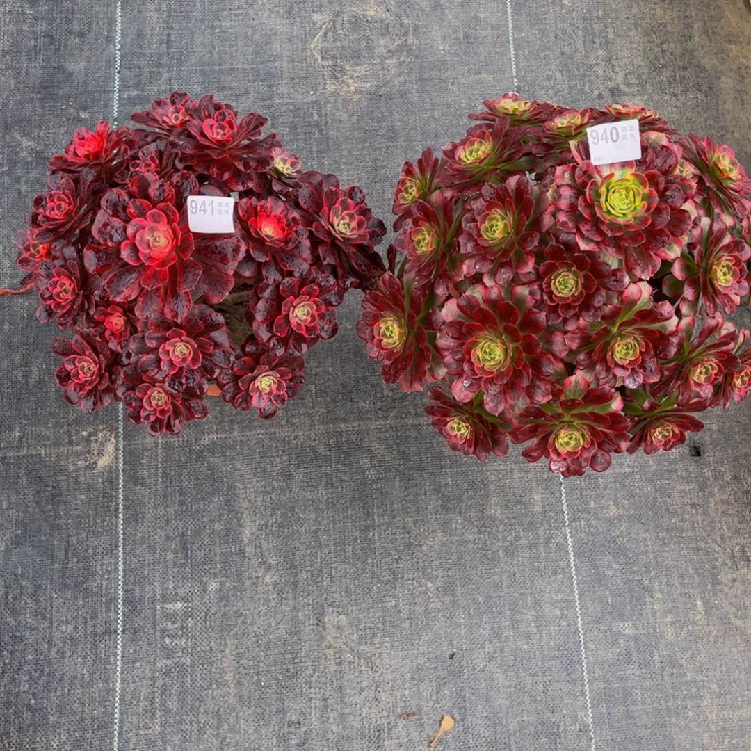 八*后多肉凤冠安娜000000940.941