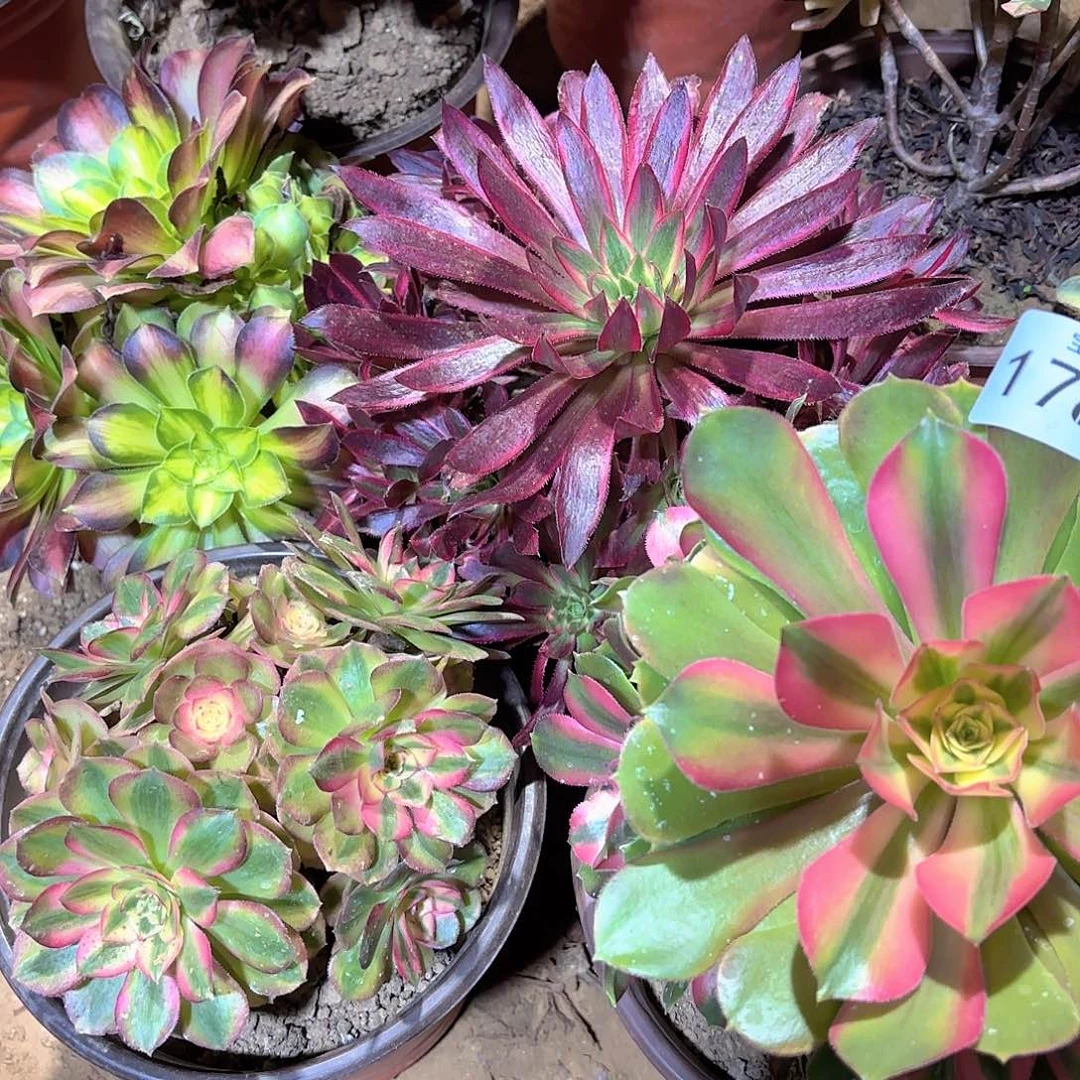 惊鸿仙子，韶华二号棚，倾城手捧，香妃手捧25.8