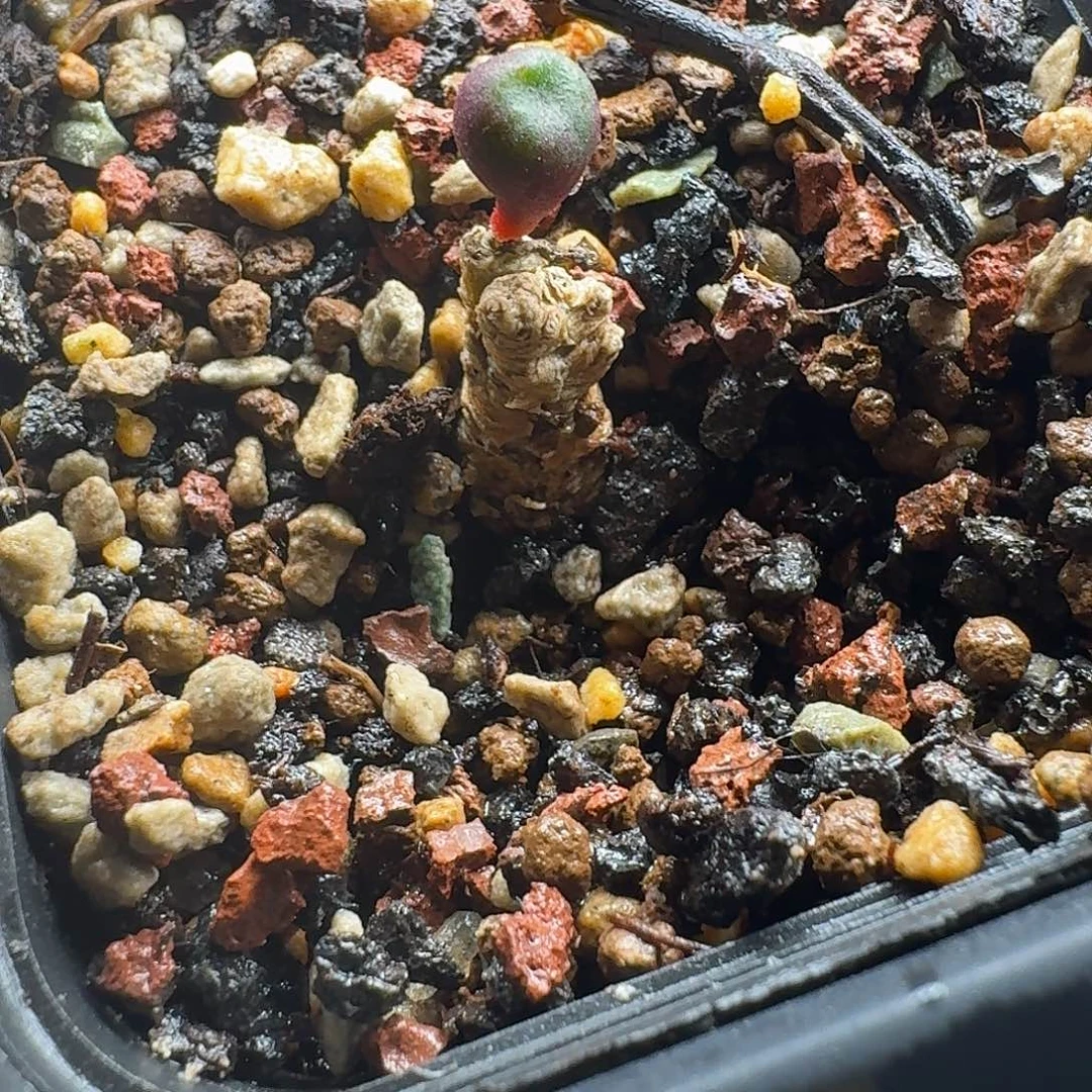 欧宝奇峰锦一个脱土发