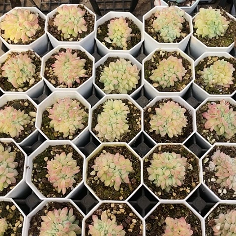 冰玉杂18一盆888888