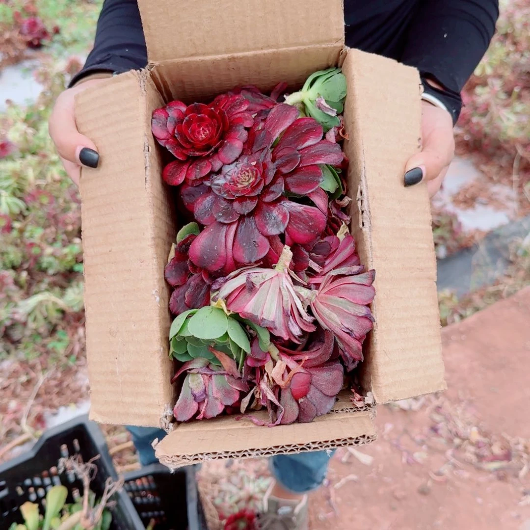 砍头苗多肉法师一箱