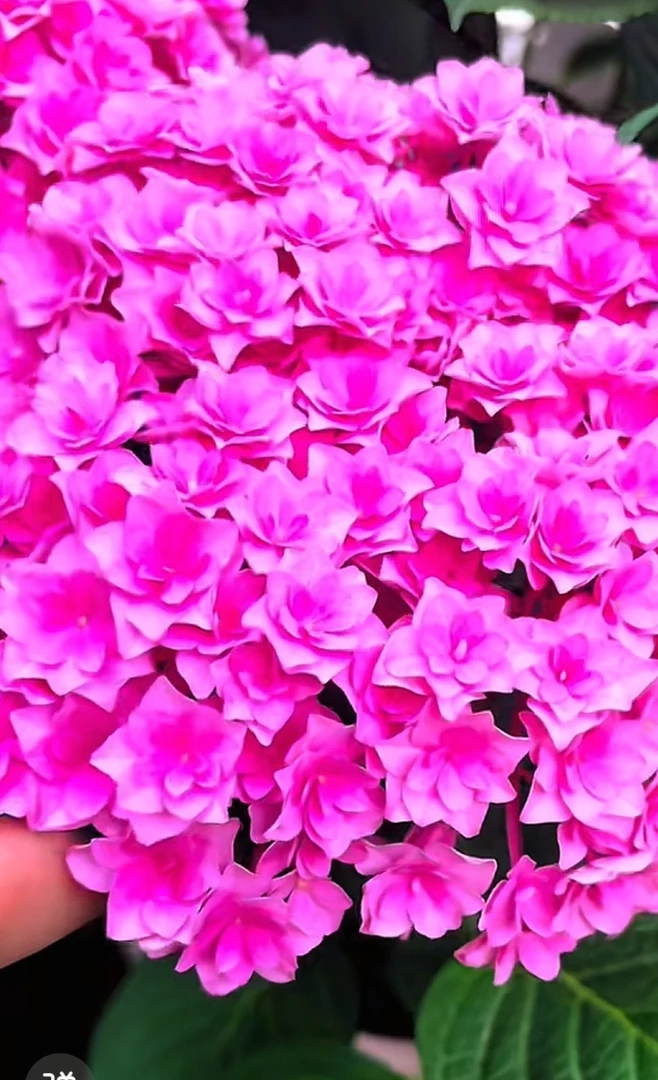 [太阳神殿]5加仑露天苗断头半截老桩子基地直发不退不换