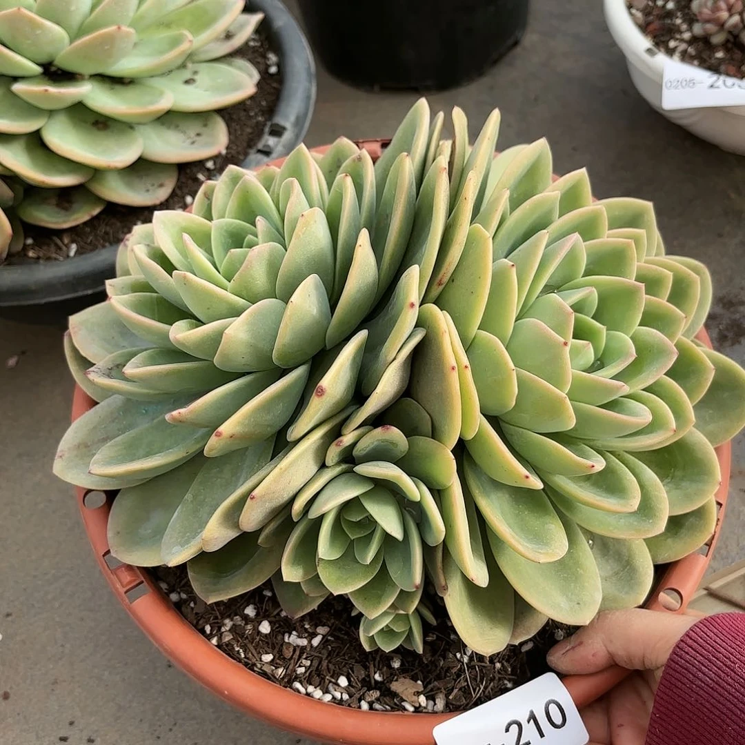 同温层多肉旋凤210