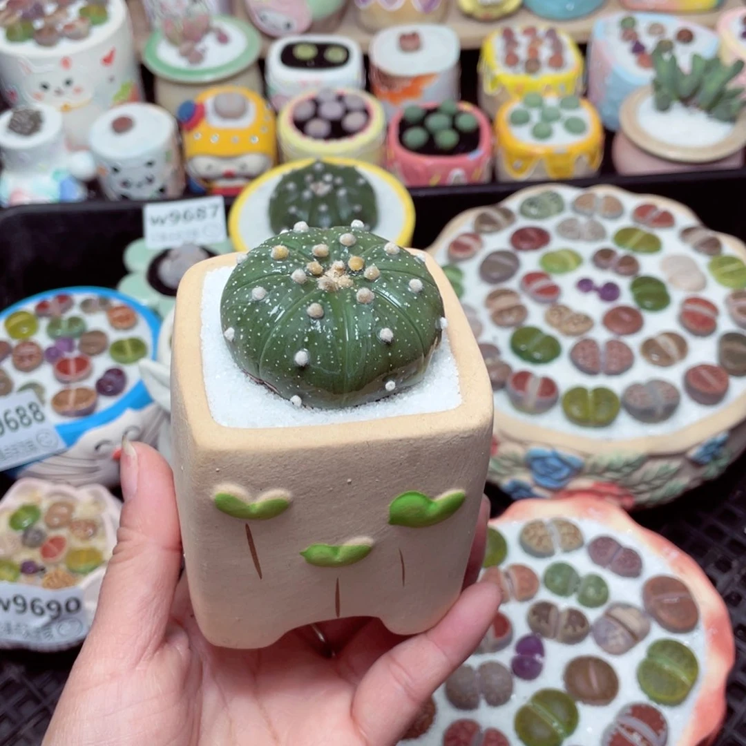 w9691 -零下地区拍保温箱-15支持寄养