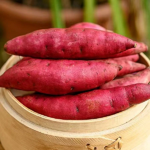 【软糯香甜】农家自种现挖红薯沙地种植番薯红薯地瓜5斤装