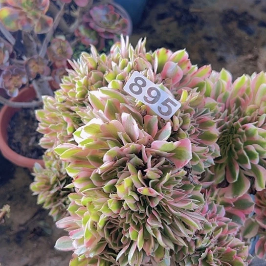 玲***子多肉植物一个女巫追