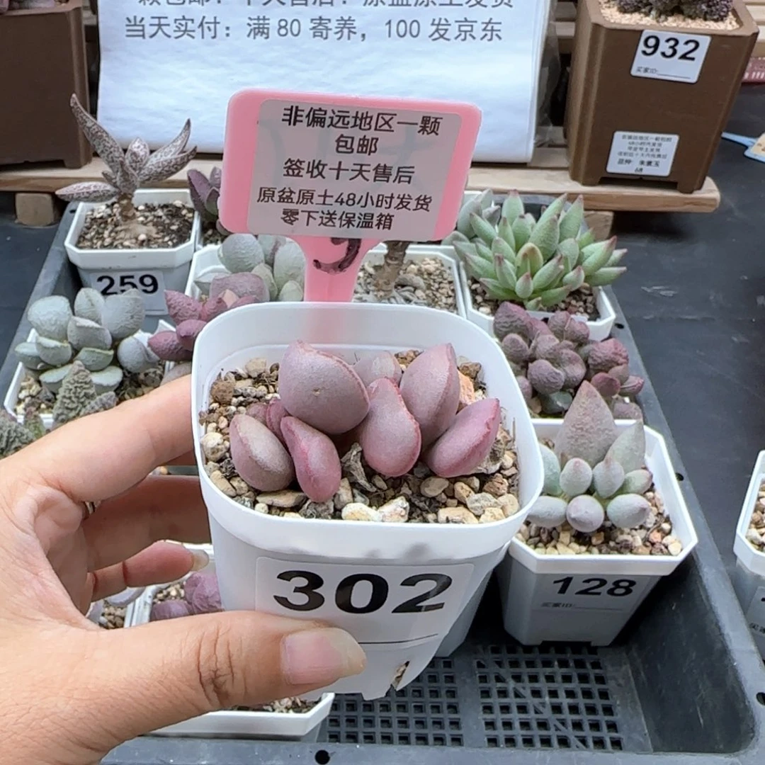 202白肌红蛋多肉植物