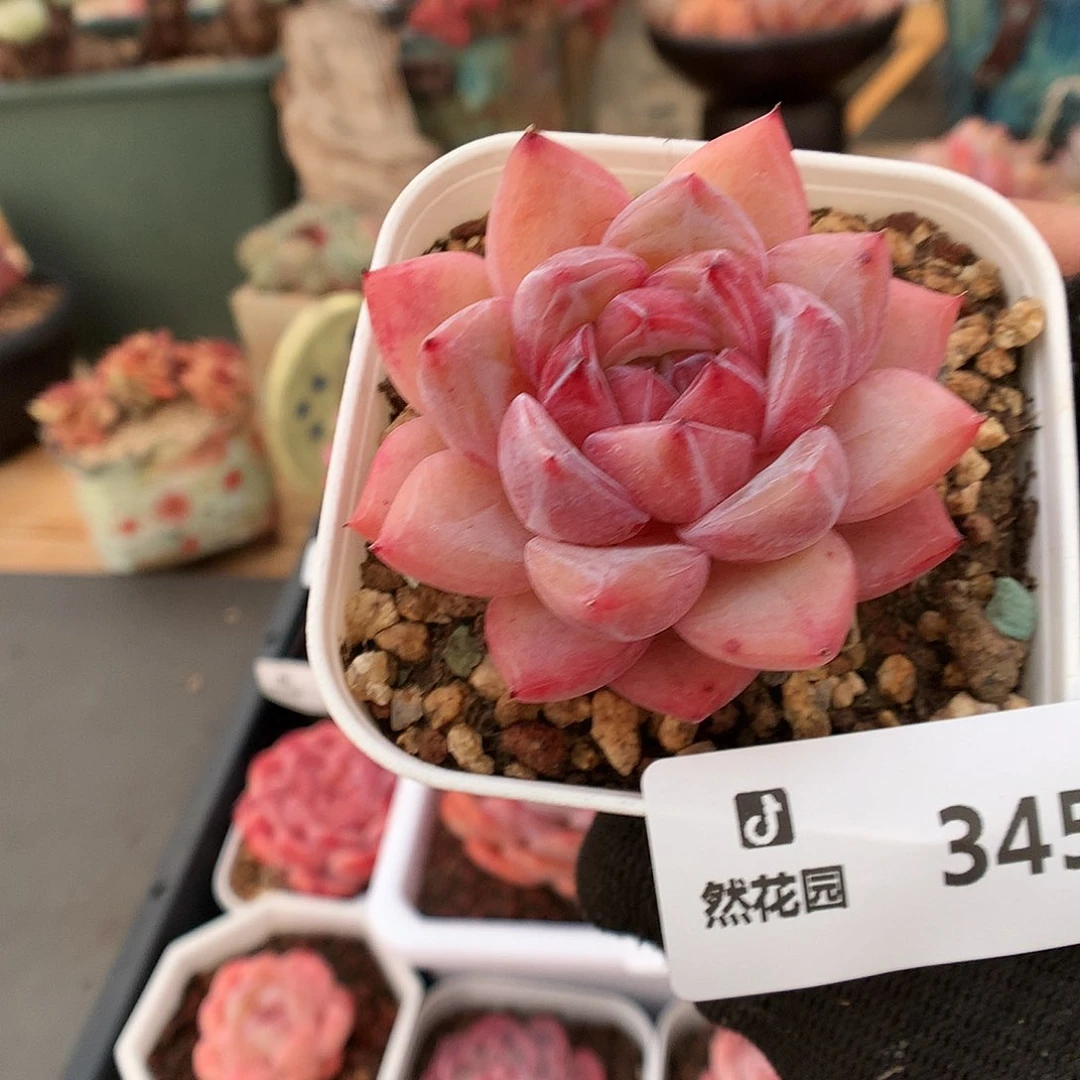 345钻石珍妮多肉植物