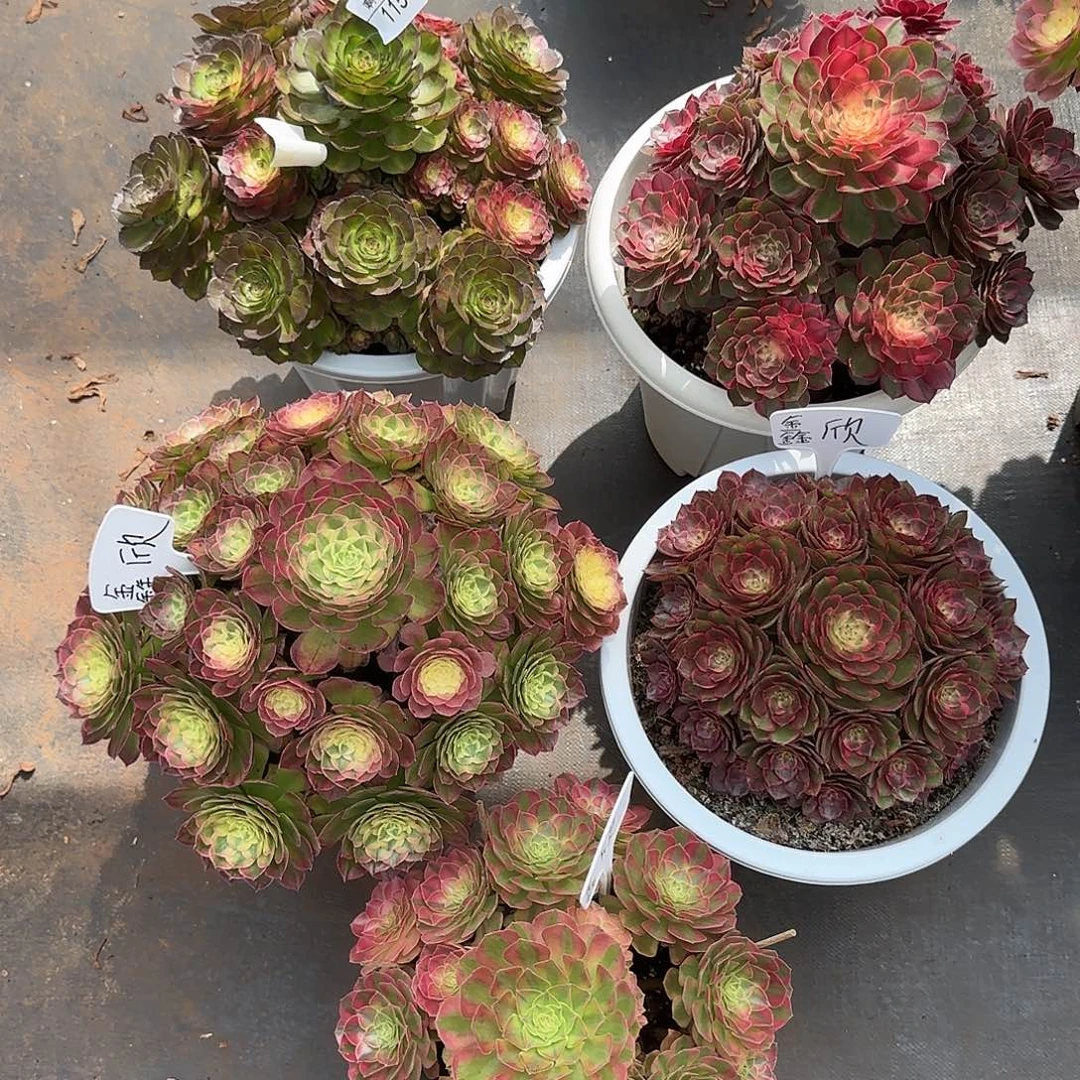 鑫****115多肉 寄养发货5颗