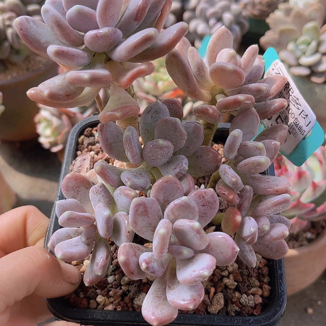 5556稻田姬美人。